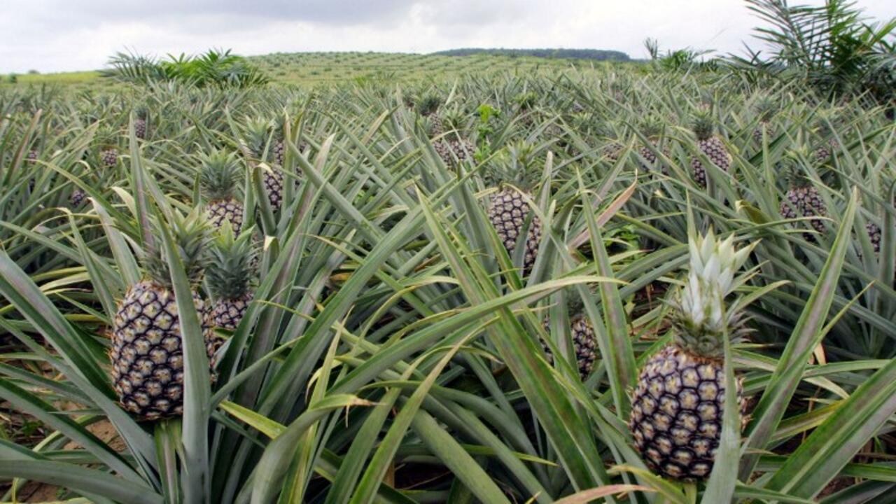 Verger de fruits tropicaux