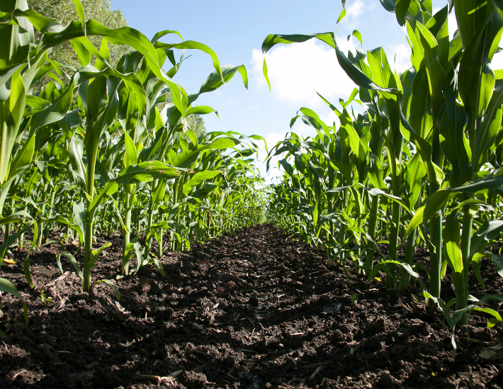 Champ de maïs ou de manioc