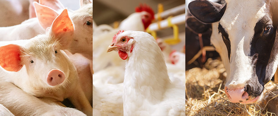 Champ de maïs ou de manioc